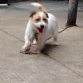 九江其他实体犬舍盘点，支持上门实地挑选